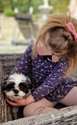 Süße Shihtzu Rüden