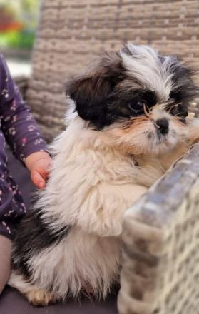 Süße Shihtzu Rüden
