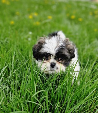 Süße Shihtzu Rüden