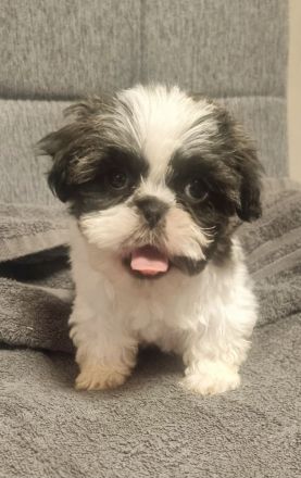 Süße Shihtzu Rüden