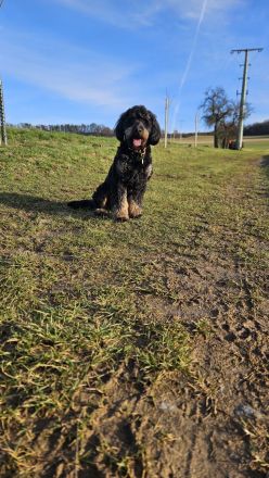 Bernerdoodle-Welpen, ähnl. Labradoodle, Goldendoodle