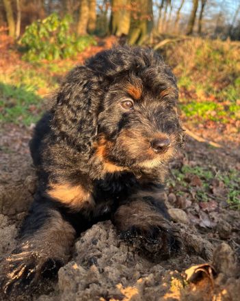 Bernerdoodle-Welpen, ähnl. Labradoodle, Goldendoodle