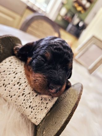 Bernerdoodle-Welpen, ähnl. Labradoodle, Goldendoodle