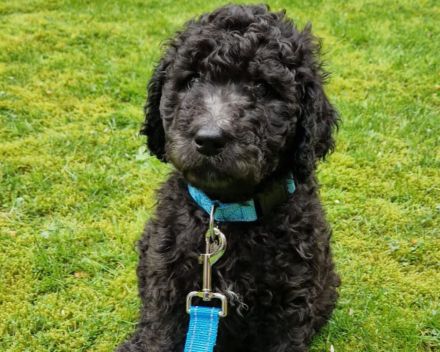 Labradoodle Welpen F1b Verpaarung