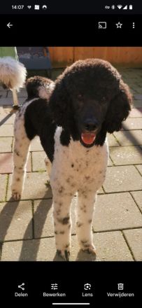 Labradoodle Welpen F1b Verpaarung