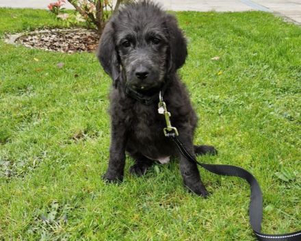 Labradoodle Welpen F1b Verpaarung