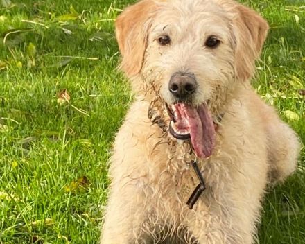 Labradoodle Welpen F1b Verpaarung