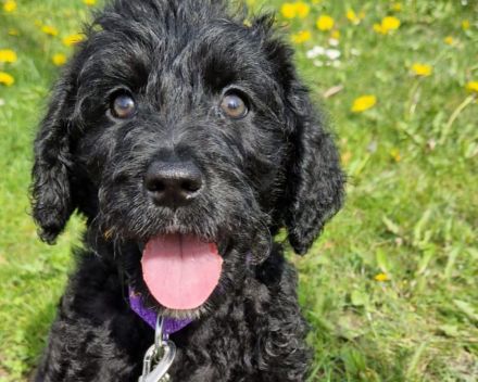 Labradoodle Welpen F1b Verpaarung