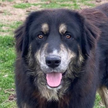 Bärli, geb. ca. 01/2024, lebt in GRIECHENLAND, im städt. Tierheim Serres