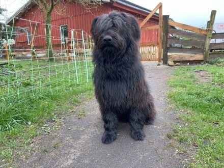 Schafpudel/ Herdenschutzhund abzugeben