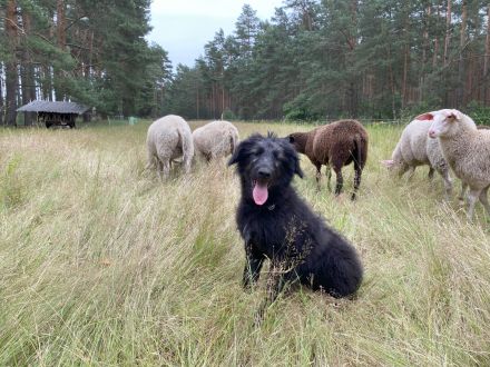Schafpudel/ Herdenschutzhund abzugeben