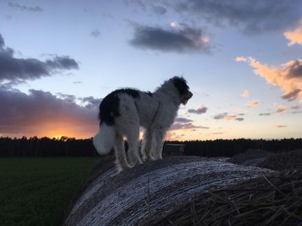 Schafpudel/ Herdenschutzhund abzugeben