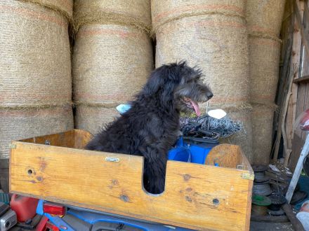 Schafpudel/ Herdenschutzhund abzugeben