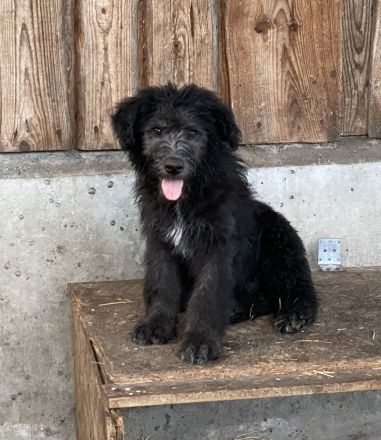 Schafpudel/ Herdenschutzhund abzugeben