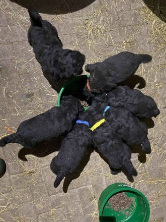 Schafpudel/ Herdenschutzhund abzugeben