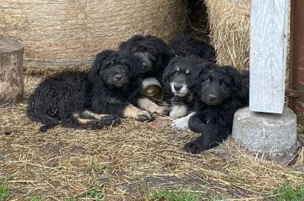 Schafpudel/ Herdenschutzhund abzugeben
