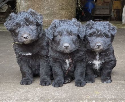 Schafpudel/ Herdenschutzhund abzugeben
