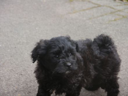 Bolonka-Pudel (Doodle, Bollipoo) Welpen. Chiwalonka.