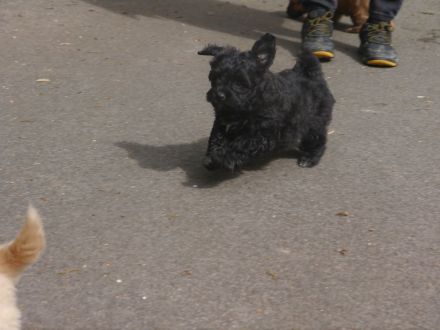 Bolonka-Pudel (Doodle, Bollipoo) Welpen. Chiwalonka.