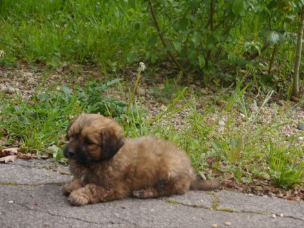 Bolonka-Pudel (Doodle, Bollipoo) Welpen. Chiwalonka.