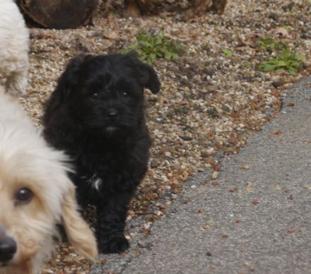 Bolonka-Pudel (Doodle, Bollipoo) Welpen. Chiwalonka.