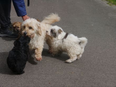 Bolonka-Pudel (Doodle, Bollipoo) Welpen. Chiwalonka.