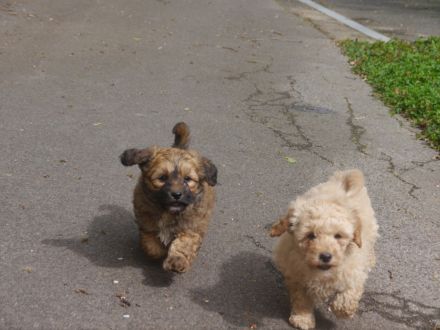 Bolonka-Pudel (Doodle, Bollipoo) Welpen. Chiwalonka.