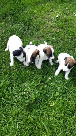 Glatthaar-Foxterrier