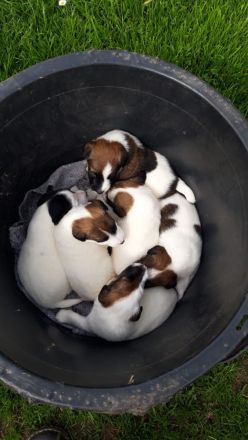 Glatthaar-Foxterrier