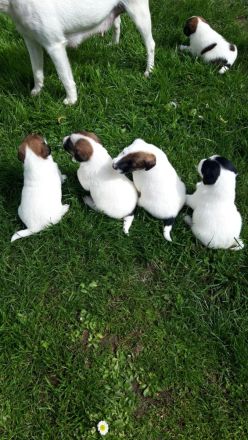 Glatthaar-Foxterrier