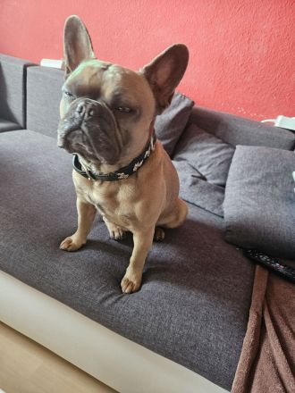 Rambo sucht Hunde erfahrene Menschen