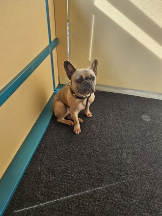 Rambo sucht Hunde erfahrene Menschen