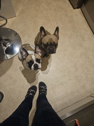 Rambo sucht Hunde erfahrene Menschen