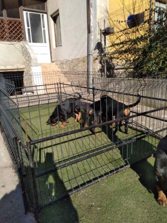 Rottweiler-Welpen
