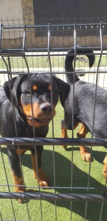 Rottweiler-Welpen