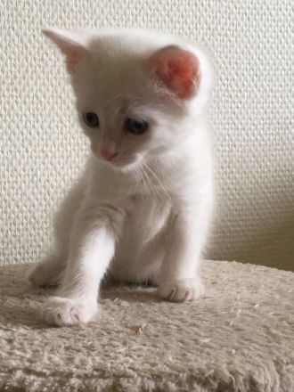 1 Bombay BKH Kitten - Farbe: 1 x weiß gold - Mini-Panther Mädchen Katze