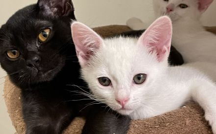 1 Bombay BKH Kitten - Farbe: 1 x weiß gold - Mini-Panther Mädchen Katze