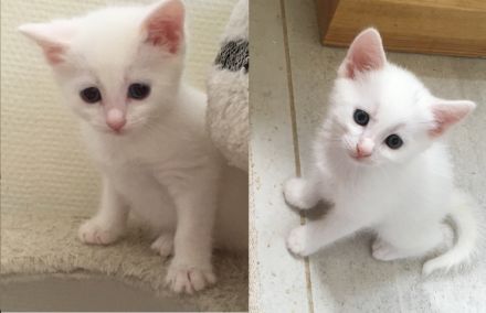 1 Bombay BKH Kitten - Farbe: 1 x weiß gold - Mini-Panther Mädchen Katze