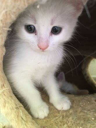 1 Bombay BKH Kitten - Farbe: 1 x weiß gold - Mini-Panther Mädchen Katze