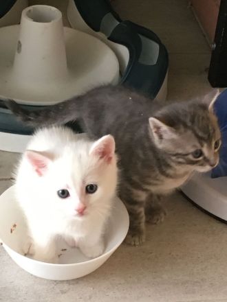 1 Bombay BKH Kitten - Farbe: 1 x weiß gold - Mini-Panther Mädchen Katze