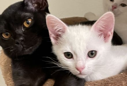 1 Bombay BKH Kitten - Farbe: 1 x weiß gold - Mini-Panther Mädchen Katze