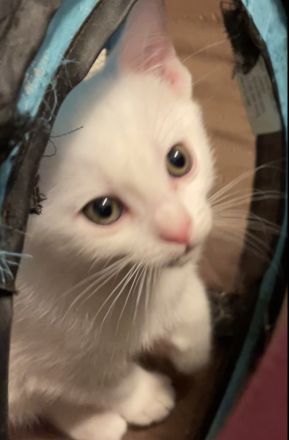 1 Bombay BKH Kitten - Farbe: 1 x weiß gold - Mini-Panther Mädchen Katze