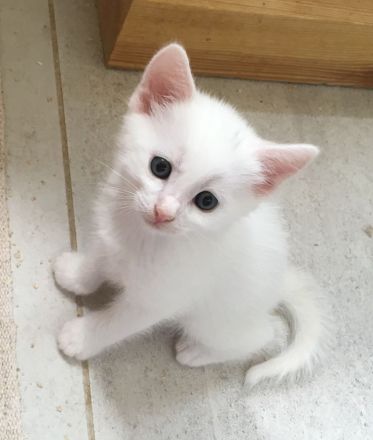 1 Bombay BKH Kitten - Farbe: 1 x weiß gold - Mini-Panther Mädchen Katze