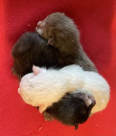 1 Bombay BKH Kitten - Farbe: 1 x weiß gold - Mini-Panther Mädchen Katze