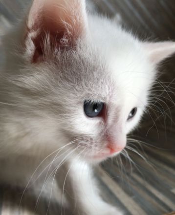 1 Bombay BKH Kitten - Farbe: 1 x weiß gold - Mini-Panther Mädchen Katze