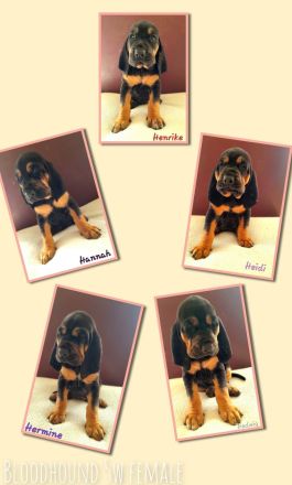 BLOODHOUND Welpen, Bluthund, Mantrailer