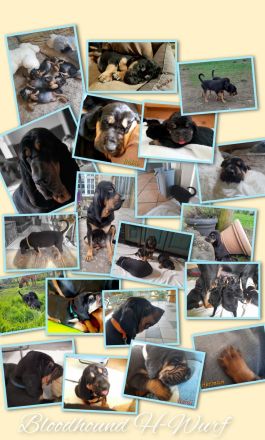 BLOODHOUND Welpen, Bluthund, Mantrailer