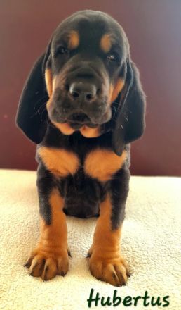 BLOODHOUND Welpen, Bluthund, Mantrailer