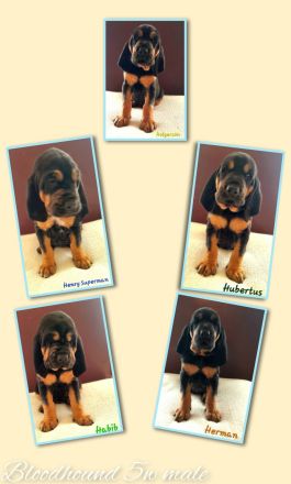 BLOODHOUND Welpen, Bluthund, Mantrailer