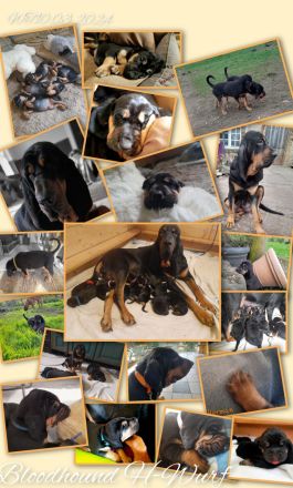 BLOODHOUND Welpen, Bluthund, Mantrailer